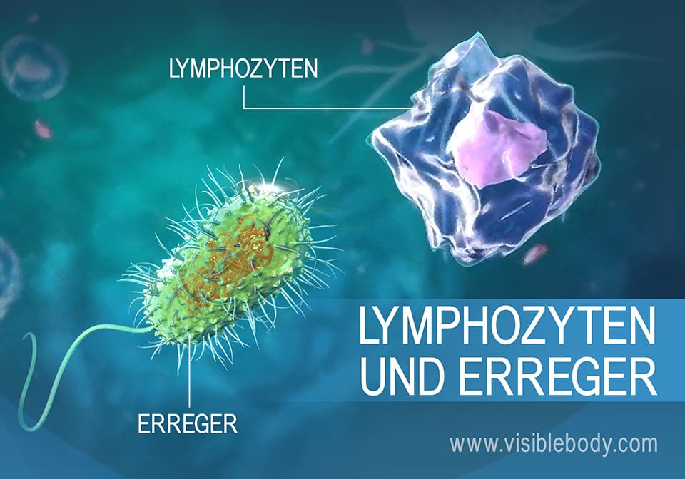 Lymphozyten schützen vor Krankheitserregern im menschlichen Körper